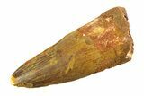 Fossil Spinosaurus Tooth - Real Dinosaur Tooth #351573-1